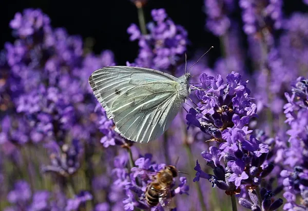 more butterflies