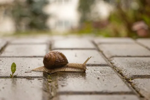 snail in the rain