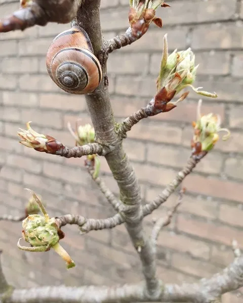 box snail in a fruit tree