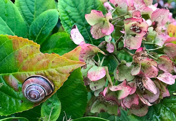 Snail damage to plants 