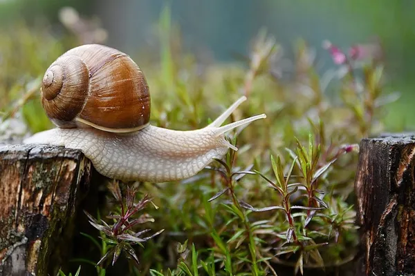snail