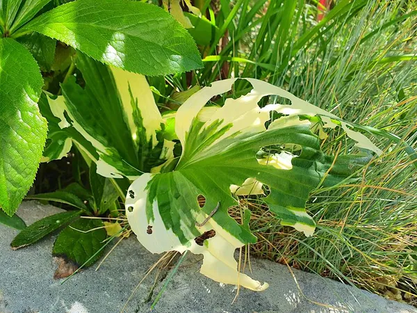 Snail damage to hostas