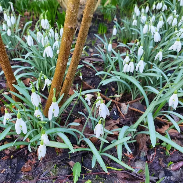 Propagating snowdrops is very easy. Simply dig them up, divide them, and replant them when they have (almost) finished blooming.