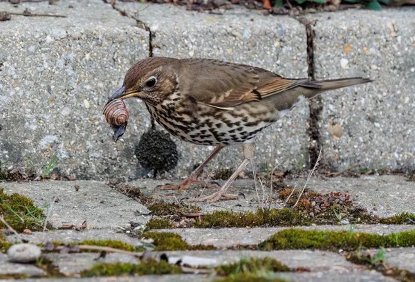 bird eats snail