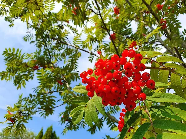 Sorbus