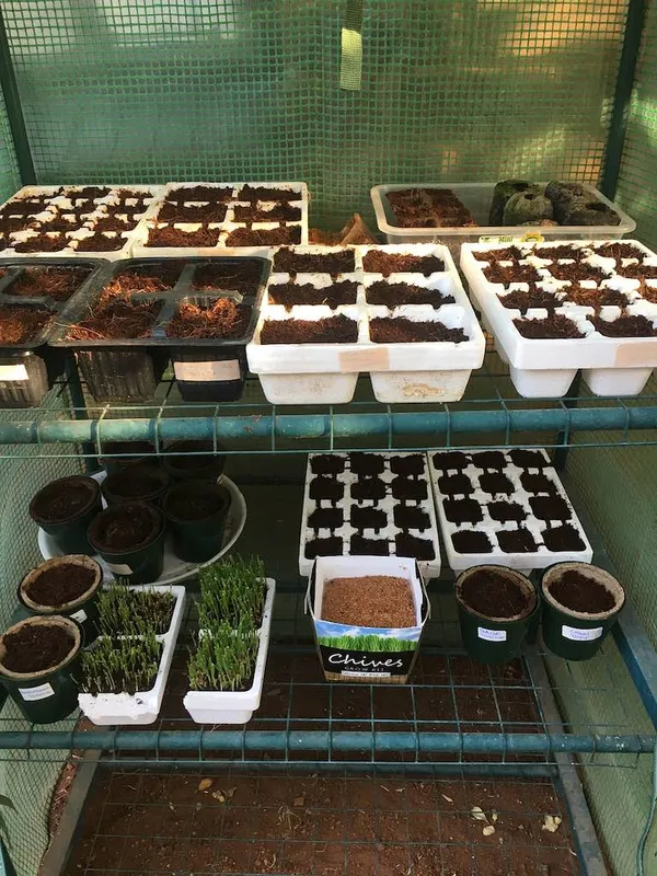 Protecting Seedlings - Everything You Need to Know About Sowing