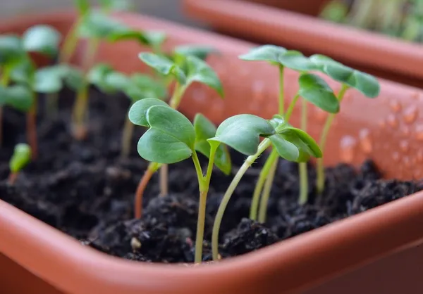 How to Get Started with Planting Seeds - Seedlings