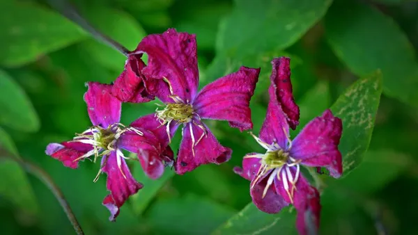 Remove spent flowers