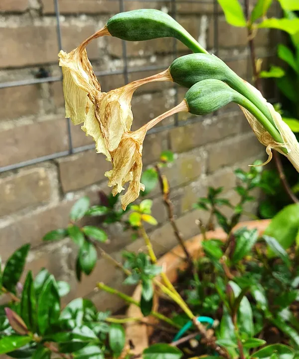 Cut off flower bulbs after they bloom