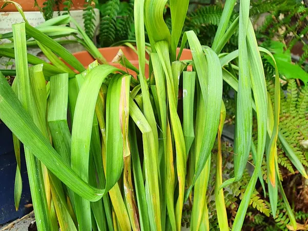 Potted flower bulbs that have finished blooming