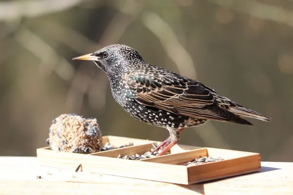 Food for starlings - feeding birds