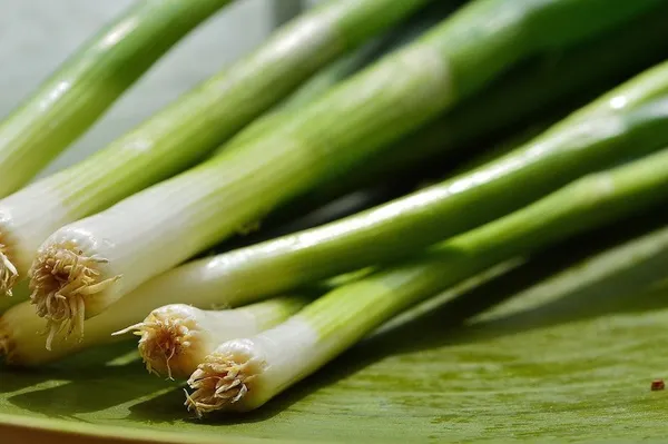 Easy Vegetables for Your First Vegetable Garden (Container) — Leeks and Spring Onions