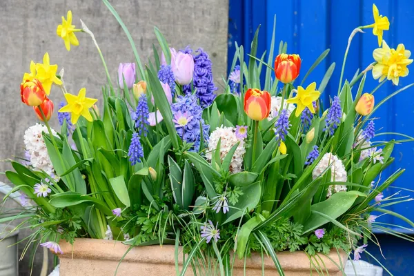Enjoy early-blooming cut flowers