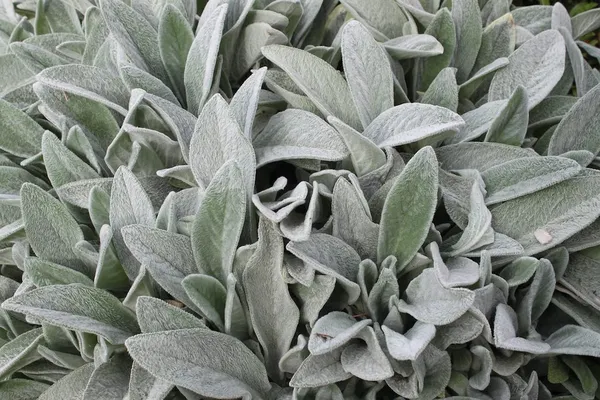 Gray-leaved Stachys as a groundcover in full sun
