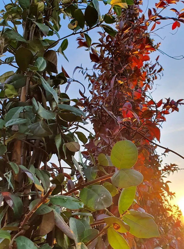 leaf discoloration