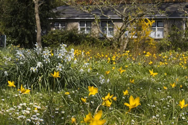 Spring-flowering plants and naturalized bulbs in a small garden