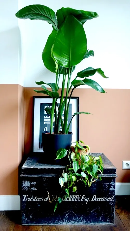 Strelitzia
