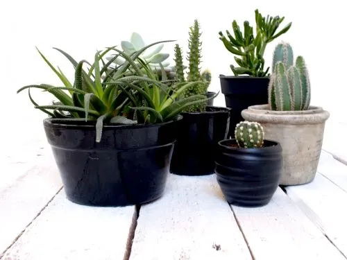 Succulents: full sun and a sunny windowsill