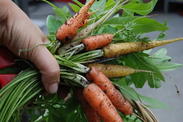 Easy Vegetables for Your First Vegetable Garden (Container) - Summer Carrots