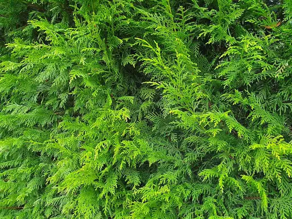 Hedge Conifers - Thuja