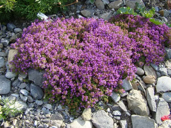 Creeping thyme as the best ground cover