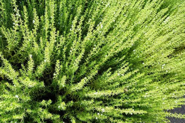 Mediterranean herbs - thyme