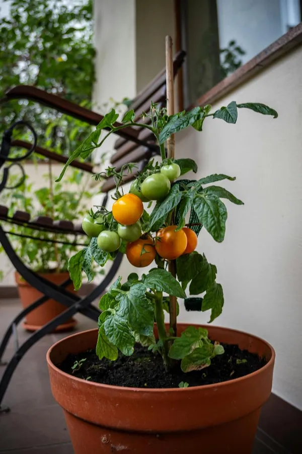 potted tomato