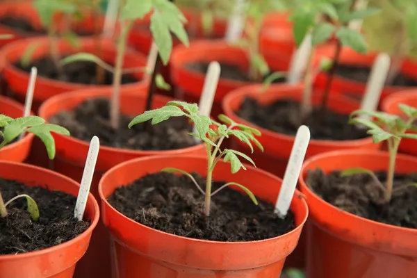 Easy Vegetables for Your First Vegetable Garden (Container) - Tomatoes