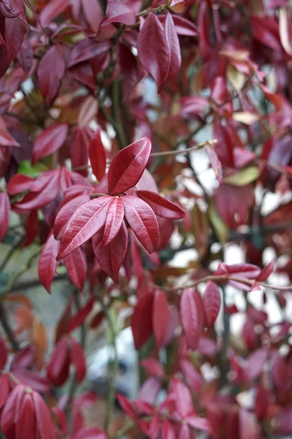 Tuscan jasmine