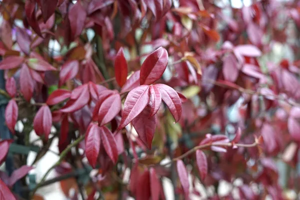 Trachelospermum jasminoides with red leaves in winter