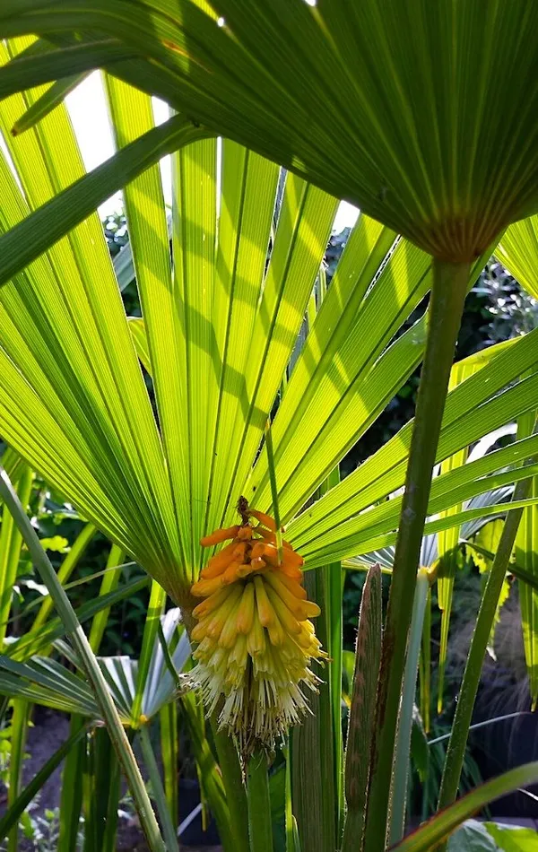 Trees in Your Jungle Garden