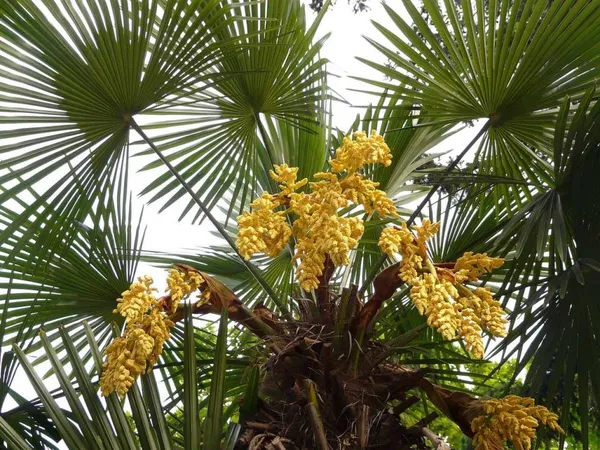 The hardy palm tree (Trachycarpus) prefers well-drained soil.