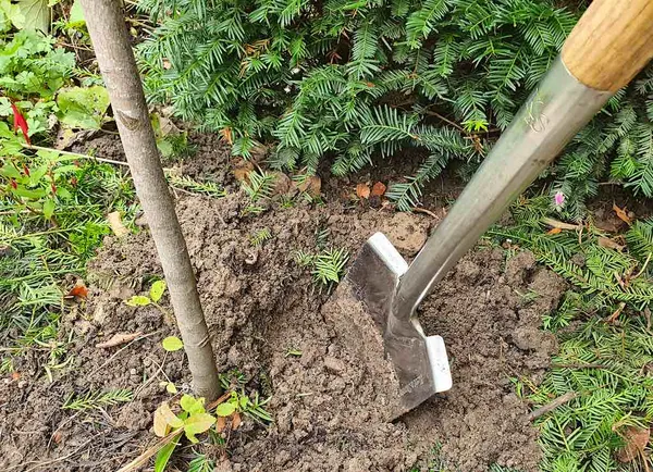 Here's how to plant a tree