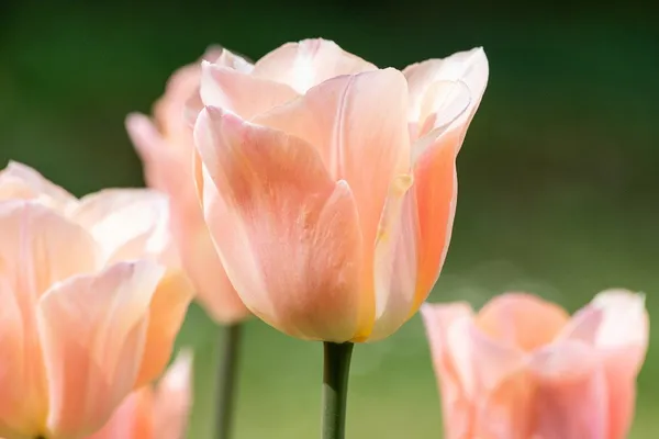The Most Beautiful Tulips: Apricot Pride