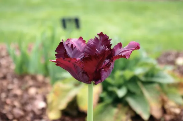 Black Parrot Tulip
