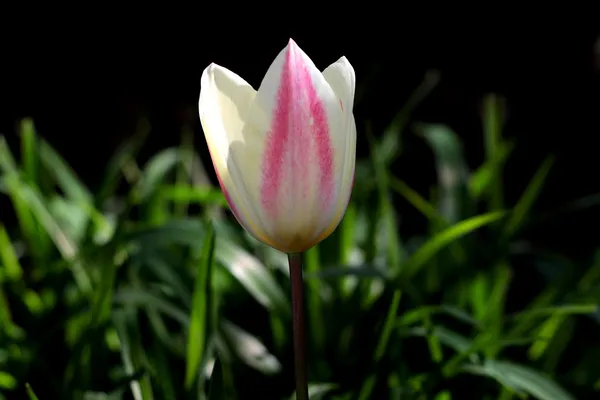 Tulipa Flaming Purissima