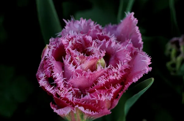 Tulip Mascot