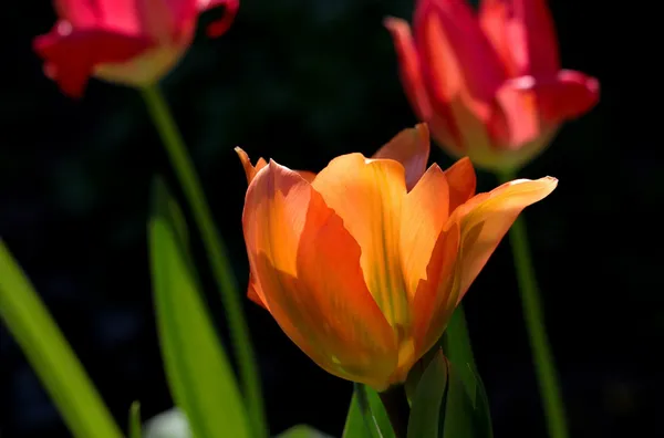 Orange Emperor Tulip