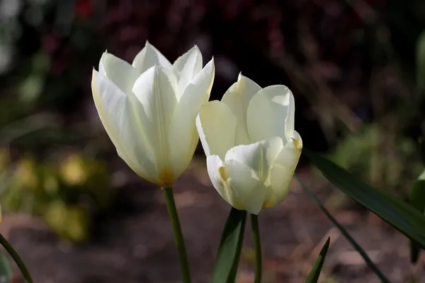 The Most Beautiful Tulips: Purissima