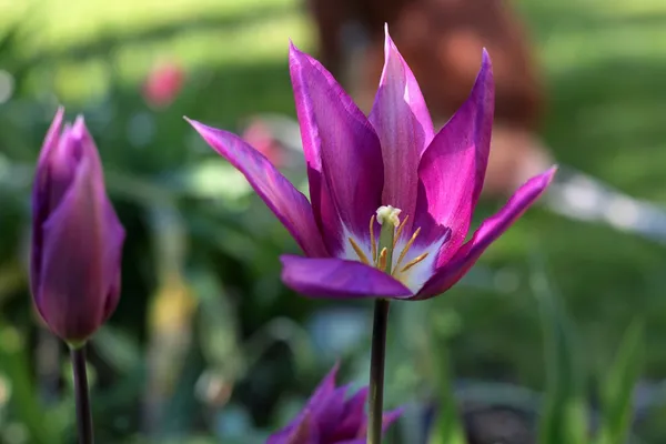 Purple Dream Tulip