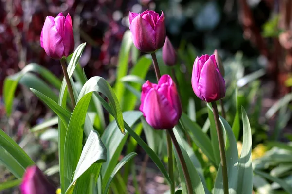 Tulip "Purple Prince"