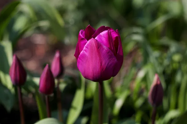 The Most Beautiful Tulips: Purple Prince