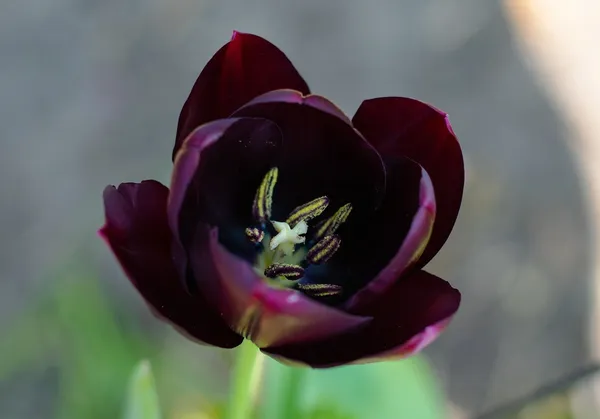 Tulipa Queen of Night
