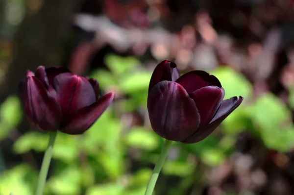 The Most Beautiful Tulips: Queen of Night