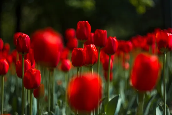 The Most Beautiful Tulips: Red Impression