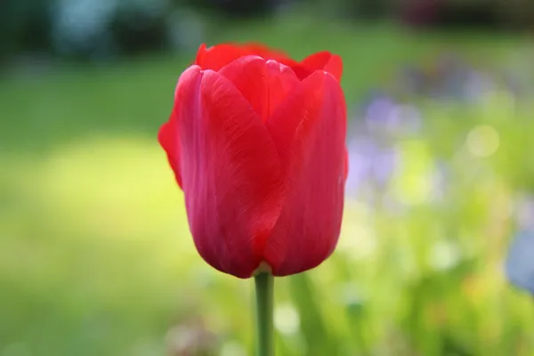 Tulipa Red Impression