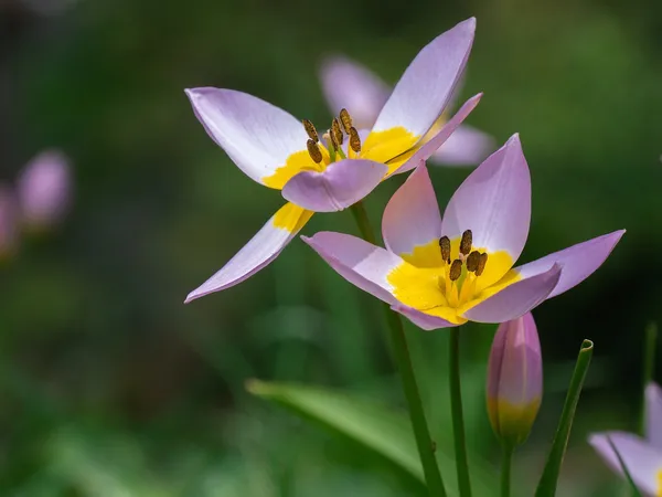 Wild tulips naturalize easily and are perfect as naturalizing bulbs