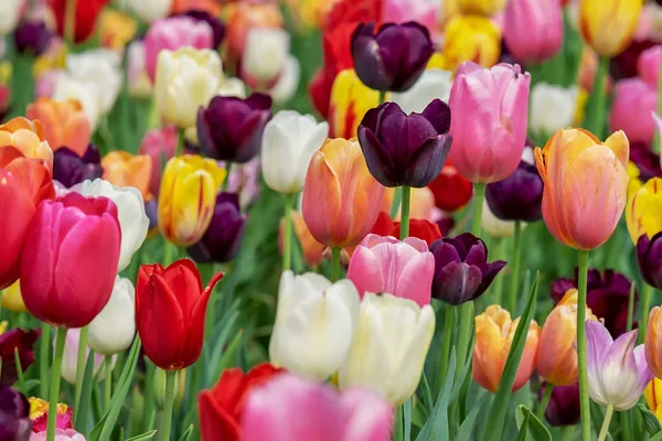 Combining Tulips