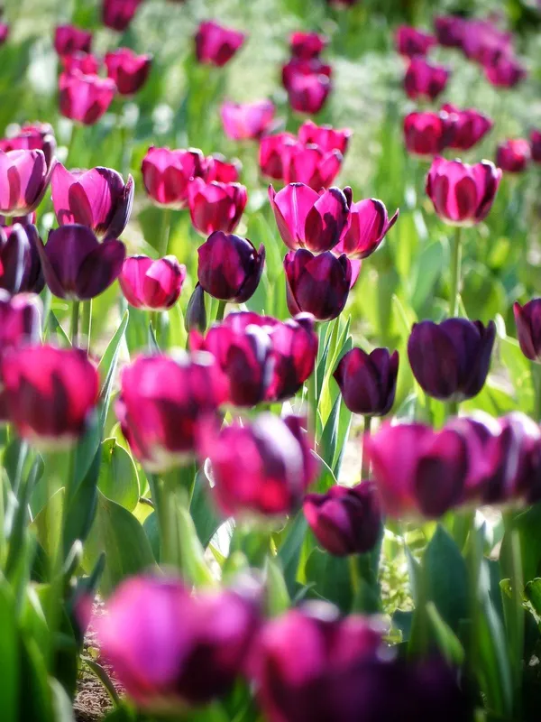 Combining Tulips
