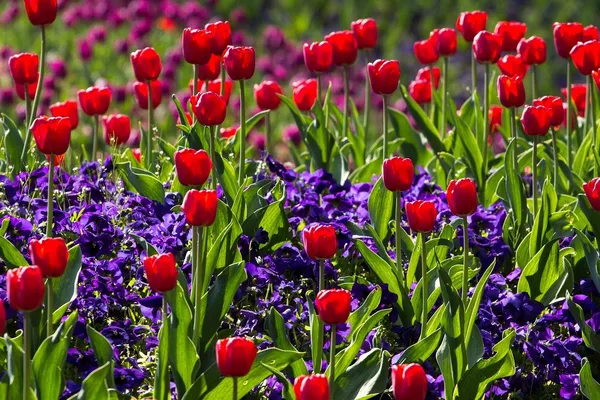 Combining Tulips
